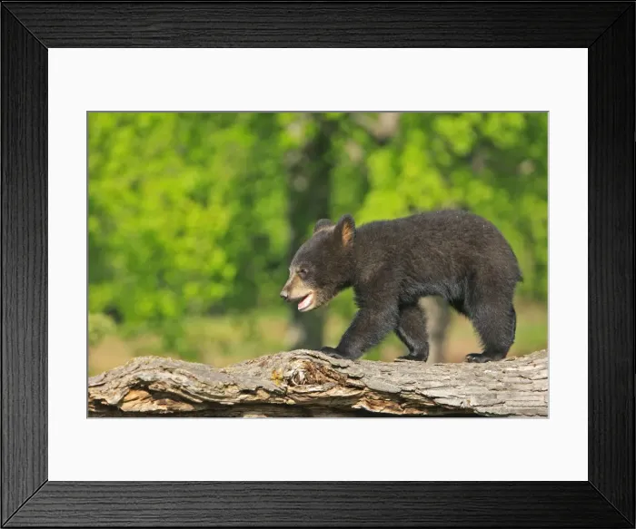 Framed Print : North American Black Bear - Spring cub 4 months old. Minnesota - United States Framed Print : North American Black Bear - Spring cub 4 months old. Minnesota - United States