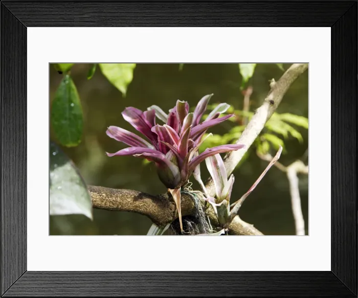 Framed Print : Bromeliad - in park. Nice - France Framed Print : Bromeliad - in park. Nice - France