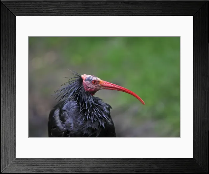 Framed Print : Northern Bald Ibis / Hermit Ibis / Waldrapp. Pensthorpe - Norfolk - UK Framed Print : Northern Bald Ibis / Hermit Ibis / Waldrapp. Pensthorpe - Norfolk - UK