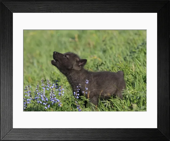 Framed Print : Grey / Timber Wolf - 8 week old cub. Montana - USA Framed Print : Grey / Timber Wolf - 8 week old cub. Montana - USA