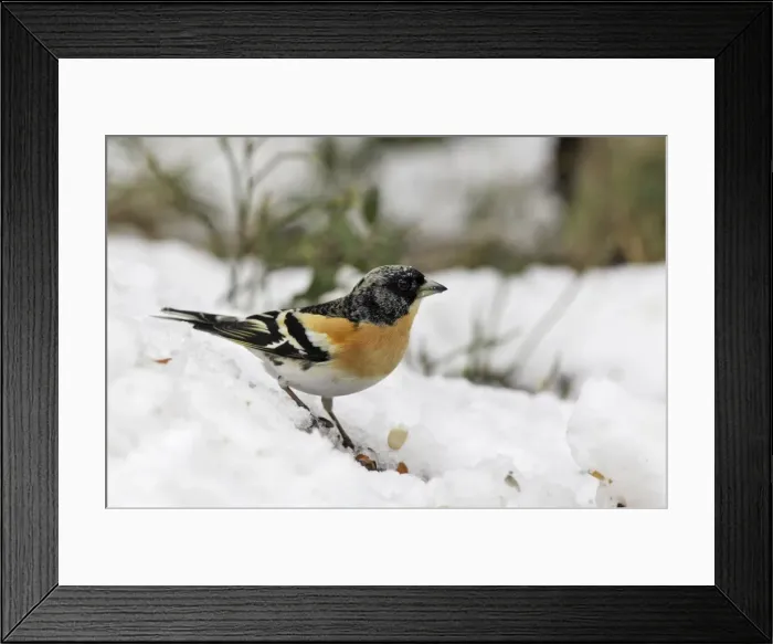 Framed Print : Brambling - male. Kuhmo - Finland Framed Print : Brambling - male. Kuhmo - Finland