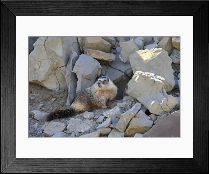 Framed Print : Hoary Marmot. Montana - United States Framed Print : Hoary Marmot. Montana - United States