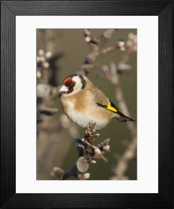 Framed Print : Goldfinch. France Framed Print : Goldfinch. France