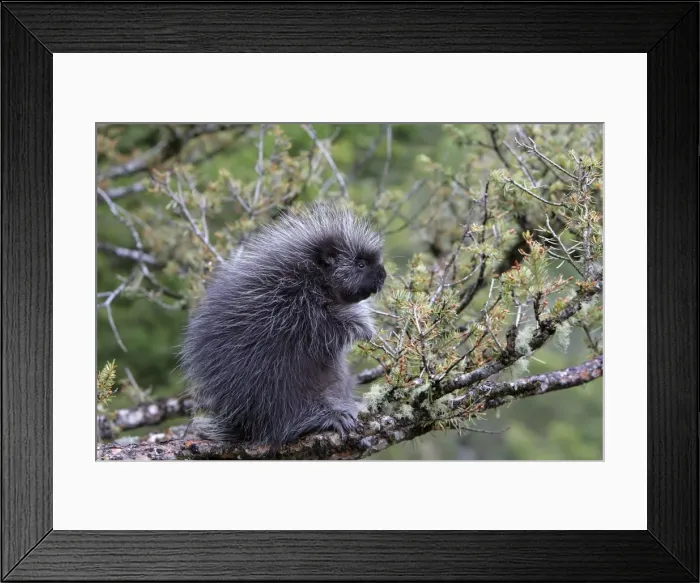 Framed Print : North American Porcupine - baby in tree. Montana - USA Framed Print : North American Porcupine - baby in tree. Montana - USA