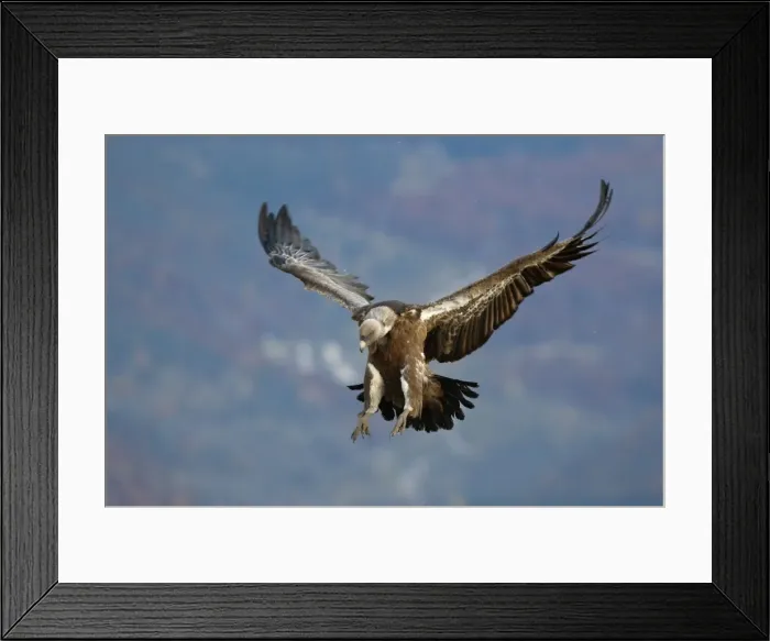 Framed Print : Eurasian Griffon Vulture - in flight. Pyrenees - Spain