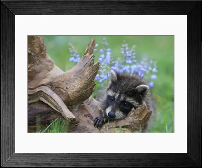 Framed Print : Raccoon - baby. Montana - United States Framed Print : Raccoon - baby. Montana - United States