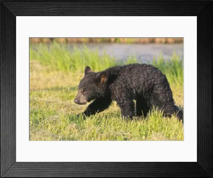 Framed Print : North American Black Bear - Spring cub 4 months wet from water. Minnesota - United States Framed Print : North American Black Bear - Spring cub 4 months wet from water. Minnesota - United States