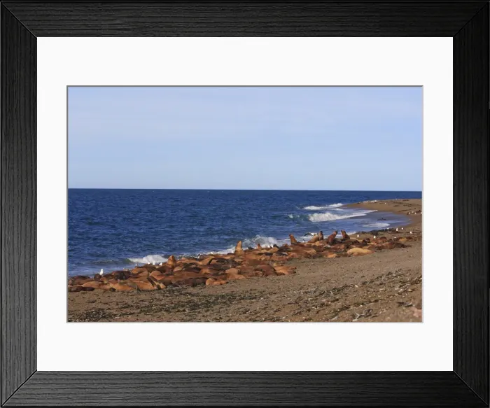 Framed Print : South American Sealion - adults on beach. Punta Norte - Valdes peninsula - Argentina. formerly Otaria byronia Framed Print : South American Sealion - adults on beach. Punta Norte - Valdes peninsula - Argentina. formerly Otaria byronia