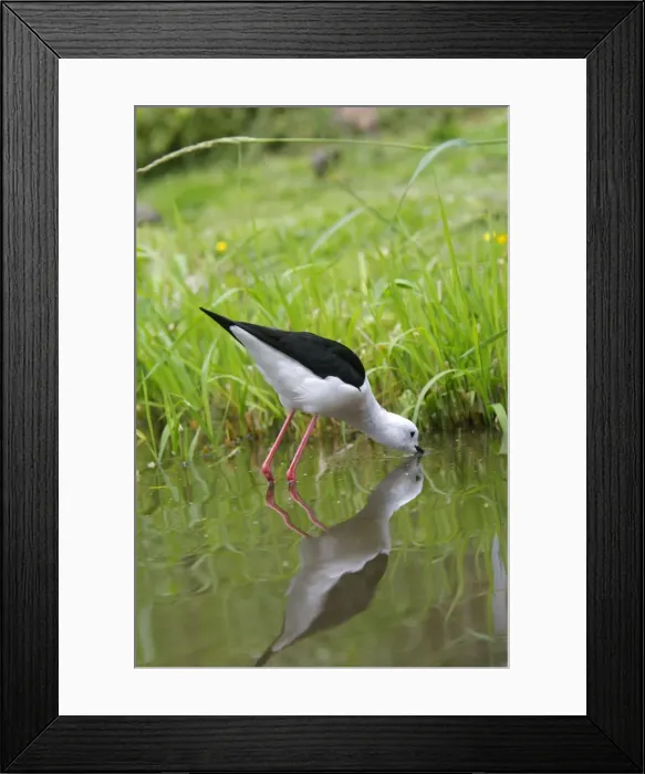 Framed Print : Black-winged Stilt. Pensthorpe - Norfolk - UK Framed Print : Black-winged Stilt. Pensthorpe - Norfolk - UK