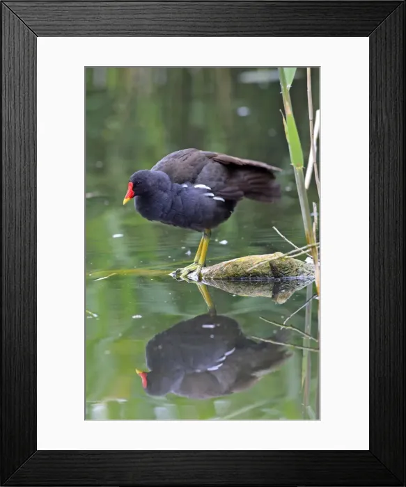 Framed Print : Common Moorhen. Pensthorpe - Norfolk - UK Framed Print : Common Moorhen. Pensthorpe - Norfolk - UK