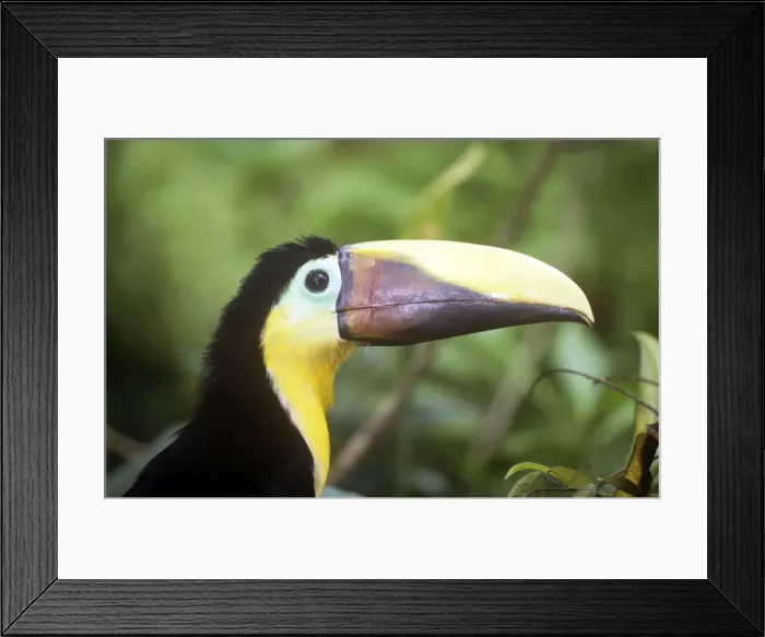Framed Print : Chestnut-mandibiled Toucan - South East Honduras to West Ecuador Framed Print : Chestnut-mandibiled Toucan - South East Honduras to West Ecuador