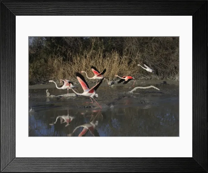 Framed Print : Greater Flamingo - group takign off. Pont-de-Gau ornithological park - Saintes Maries de la Mer - Camargue - Bouches du Rhone - France Framed Print : Greater Flamingo - group takign off. Pont-de-Gau ornithological park - Saintes Maries de la Mer - Camargue - Bouches du Rhone - France