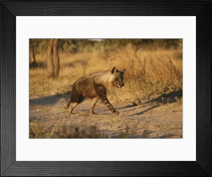 Framed Print : Brown Hyena Framed Print : Brown Hyena