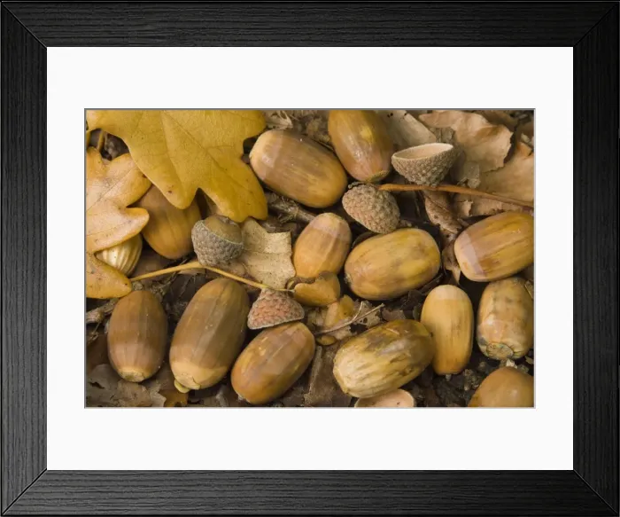 Framed Print : Oak, acorn Framed Print : Oak, acorn