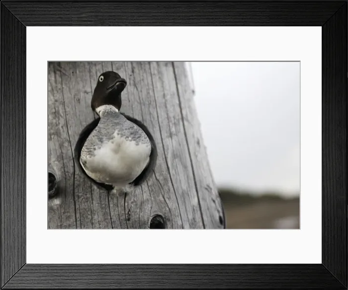 Framed Print : Common Goldeneye - looking out from in nest. Kuhmo - Finland Framed Print : Common Goldeneye - looking out from in nest. Kuhmo - Finland