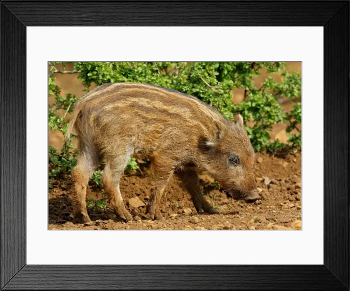 Framed Print : Wild Boar - young. Haute Saone - France Framed Print : Wild Boar - young. Haute Saone - France
