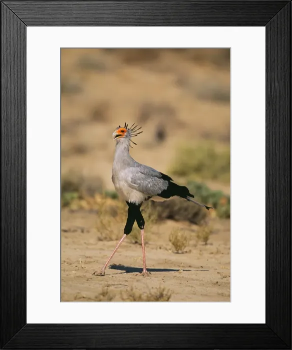 Framed Print : Secreterybird - Kgalagadi Transfrotier Park - South Africa Framed Print : Secreterybird - Kgalagadi Transfrotier Park - South Africa