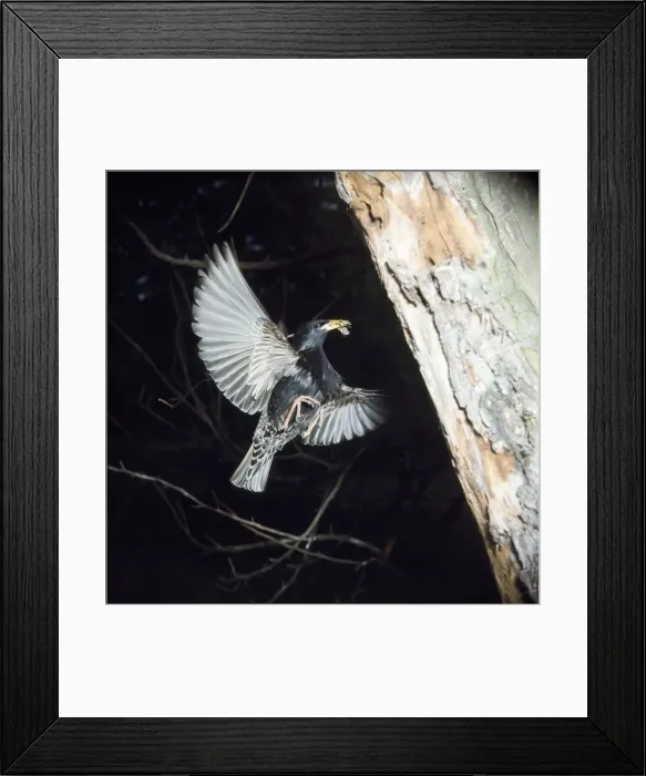 Framed Print : Starling - in flight approaching nest with food in beak Framed Print : Starling - in flight approaching nest with food in beak