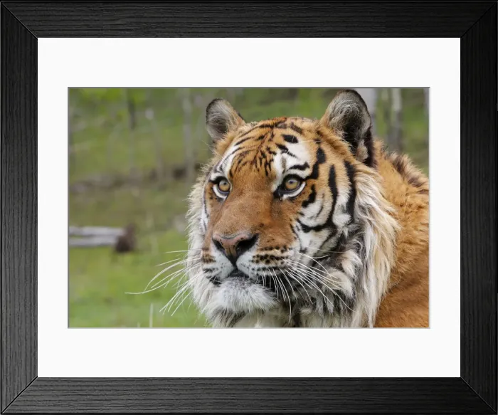 Framed Print : Siberian Tiger Framed Print : Siberian Tiger