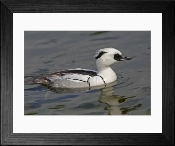 Framed Print : Smew. Pensthorpe - Norfolk - UK Framed Print : Smew. Pensthorpe - Norfolk - UK
