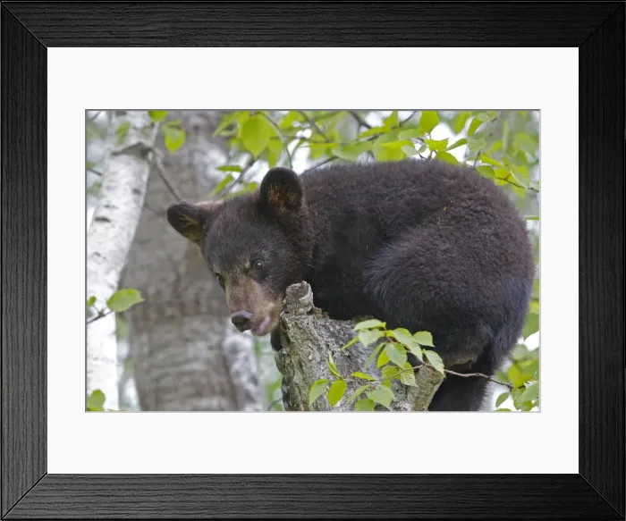 Framed Print : North American Black Bear - Spring cub 4 months balancing on tree stump. Minnesota - United States Framed Print : North American Black Bear - Spring cub 4 months balancing on tree stump. Minnesota - United States