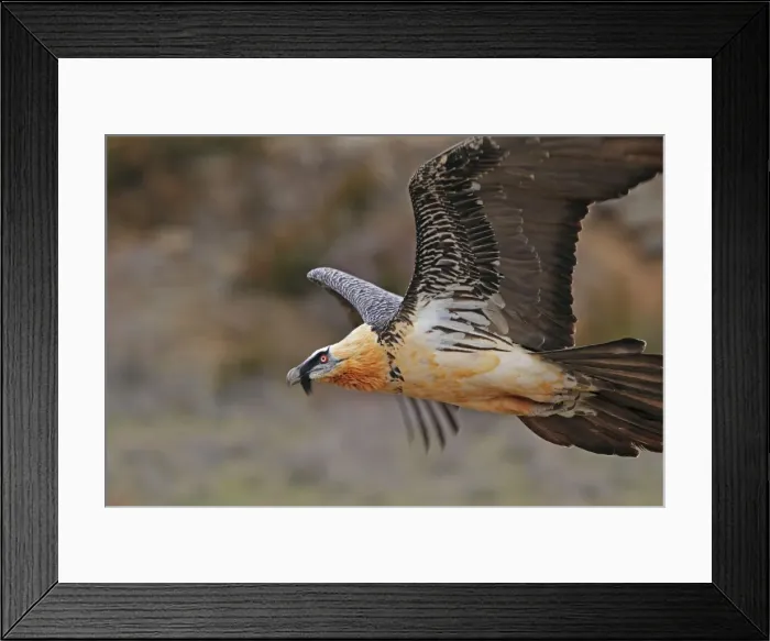 Framed Print : Lammergeier / Bearded Vulture - adult in flight at feeding station. Pyrenees - Spain Framed Print : Lammergeier / Bearded Vulture - adult in flight at feeding station. Pyrenees - Spain
