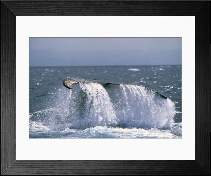 Framed Print : Humpback Whale Framed Print : Humpback Whale