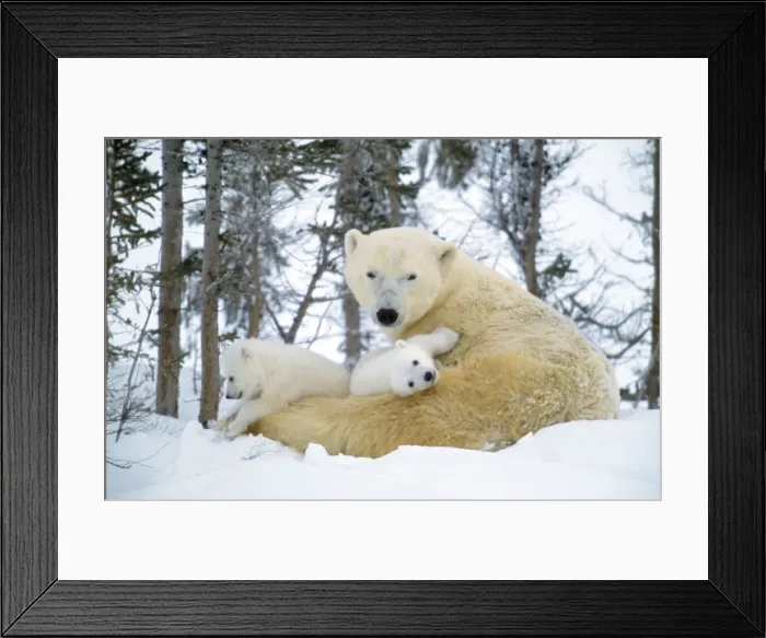 Framed Print : Polar Bear - and young Framed Print : Polar Bear - and young
