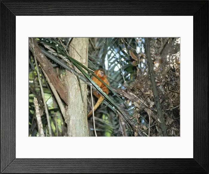 Framed Print : Golden Lion WAT 1534 Sitting on tree Leontideus rosalia © M. Watson / ARDEA LONDON Framed Print : Golden Lion WAT 1534 Sitting on tree Leontideus rosalia © M. Watson / ARDEA LONDON
