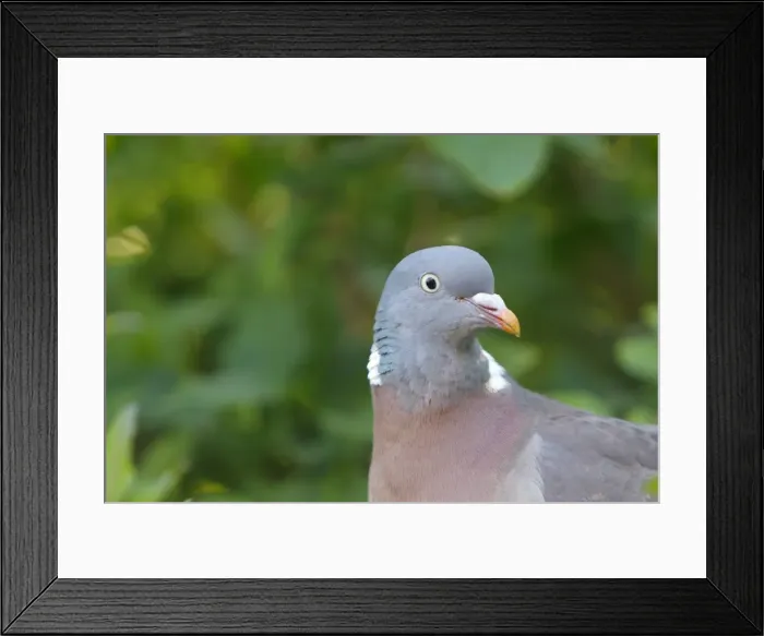 Framed Print : Wood pigeon Framed Print : Wood pigeon
