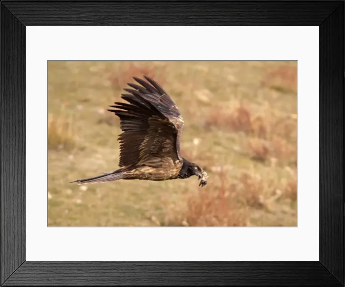 Framed Print : Lammergeier / Bearded Vulture - immature in flight. Pyrenees - Spain Framed Print : Lammergeier / Bearded Vulture - immature in flight. Pyrenees - Spain
