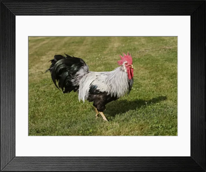 Framed Print : Chicken - Silver leghorn Framed Print : Chicken - Silver leghorn