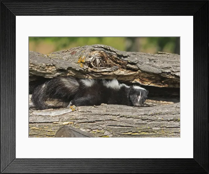Framed Print : Striped Skunk. Minnesota - United States Framed Print : Striped Skunk. Minnesota - United States