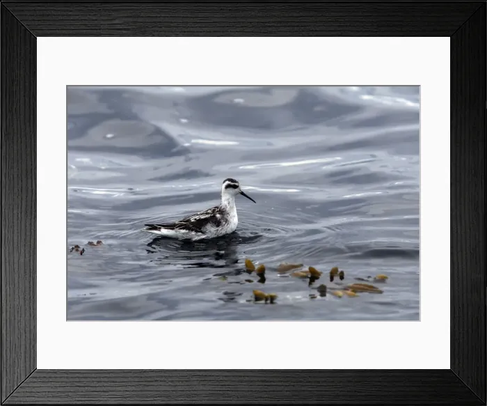 Framed Print : Red-necked Phalarope - in water - British Colombia - Canada Framed Print : Red-necked Phalarope - in water - British Colombia - Canada