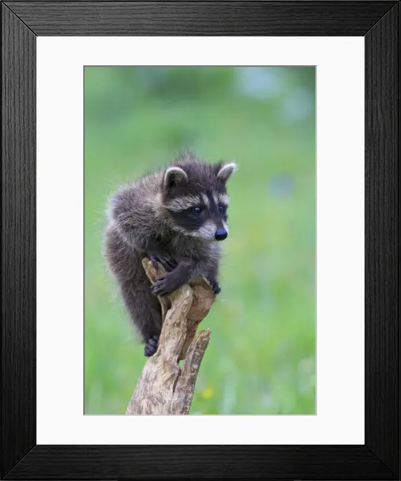 Framed Print : Raccoon - baby. Montana - USA Framed Print : Raccoon - baby. Montana - USA