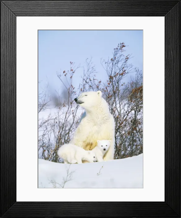 Framed Print : Polar Bear WAT 5749 With cubs. Ursus maritimus © M. Watson / ARDEA LONDON Framed Print : Polar Bear WAT 5749 With cubs. Ursus maritimus © M. Watson / ARDEA LONDON