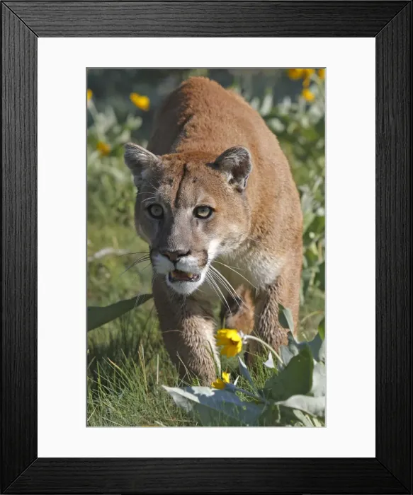 Framed Print : Cougar / Mountain Lion. Montana - USA Framed Print : Cougar / Mountain Lion. Montana - USA