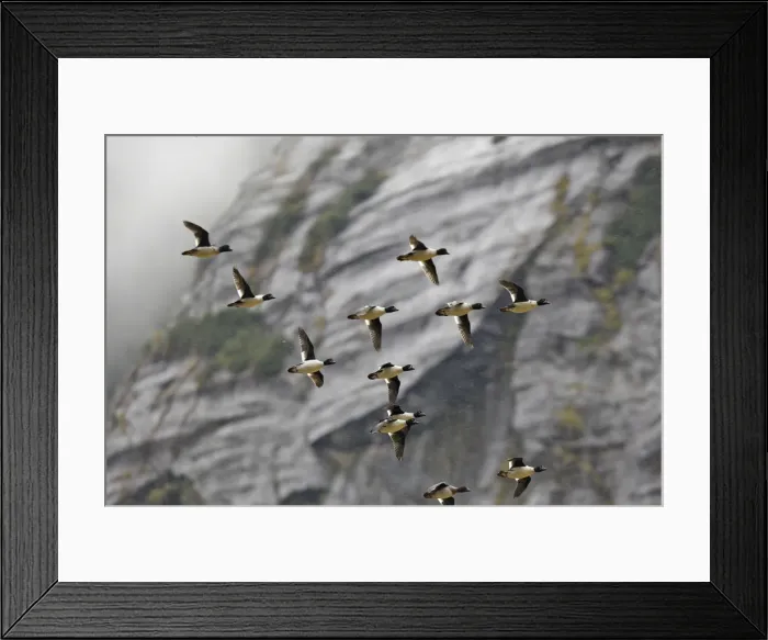 Framed Print : Barrow's Goldeneye - Mussel Bay near Klemtu - British Colombia - Canada Framed Print : Barrow's Goldeneye - Mussel Bay near Klemtu - British Colombia - Canada
