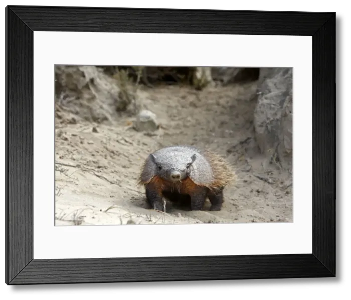 Framed Print : Hairy armadillo. Valdes peninsula - Argentina Framed Print : Hairy armadillo. Valdes peninsula - Argentina