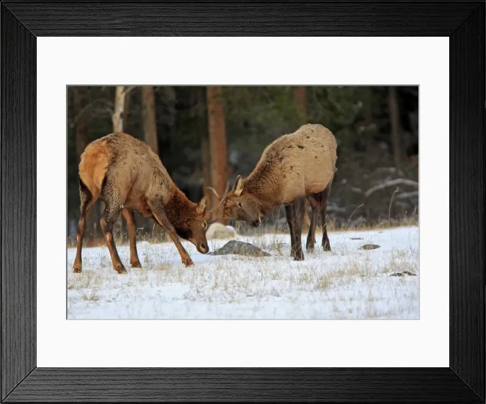 Framed Print : Elk / Wapiti - two young males sparring. Rocky mountains - Jasper national park - Alberta - Canada Framed Print : Elk / Wapiti - two young males sparring. Rocky mountains - Jasper national park - Alberta - Canada
