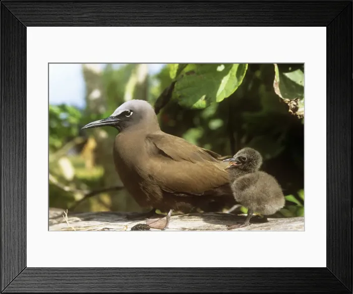Framed Print : Brown Noddy - with young chick Framed Print : Brown Noddy - with young chick