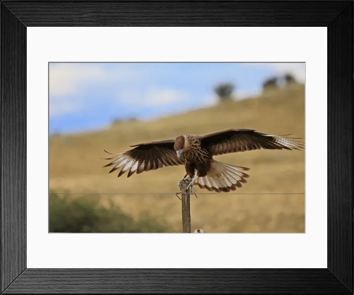 Framed Print : Crested Caracara. Magallanes Peninsula - Patagonia - Argentina
