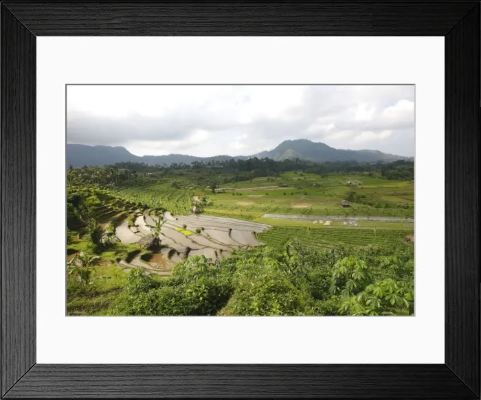 Framed Print : Rice fields / paddies / terraces near Sidemen in Bali - Indonesia Framed Print : Rice fields / paddies / terraces near Sidemen in Bali - Indonesia