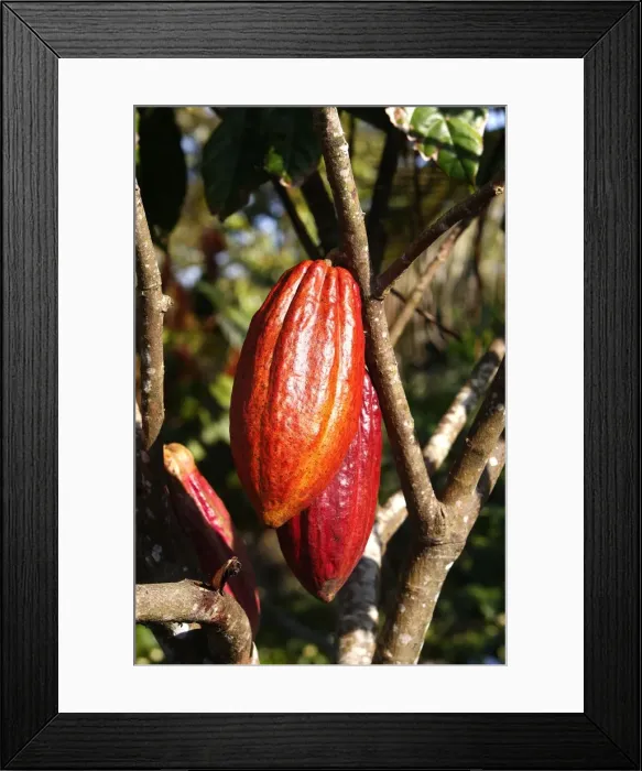 Framed Print : Cacao pod - Bali - Indonesia Framed Print : Cacao pod - Bali - Indonesia