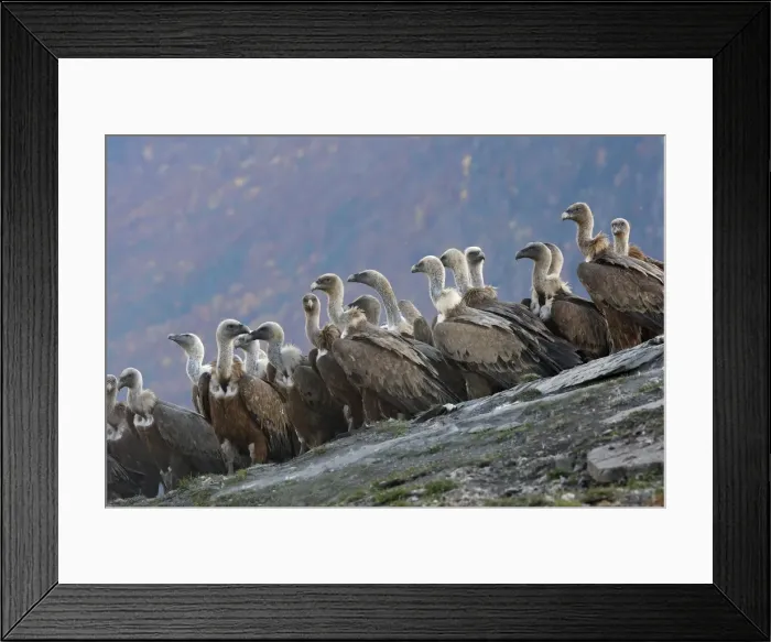 Framed Print : Eurasian Griffon Vulture - flock at feeding station. Pyrenees - Spain Framed Print : Eurasian Griffon Vulture - flock at feeding station. Pyrenees - Spain