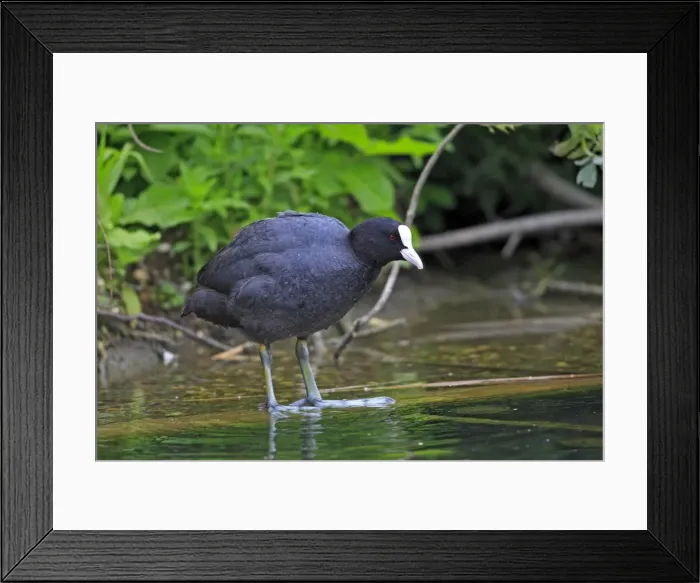 Framed Print : Common Coot. Pensthorpe - Norfolk - UK Framed Print : Common Coot. Pensthorpe - Norfolk - UK
