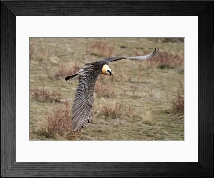 Framed Print : Lammergeier / Bearded Vulture - adult in flight. Pyrenees - Spain Framed Print : Lammergeier / Bearded Vulture - adult in flight. Pyrenees - Spain