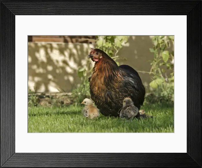 Framed Print : Chicken - Hen with chicks in garden - Provence - France Framed Print : Chicken - Hen with chicks in garden - Provence - France