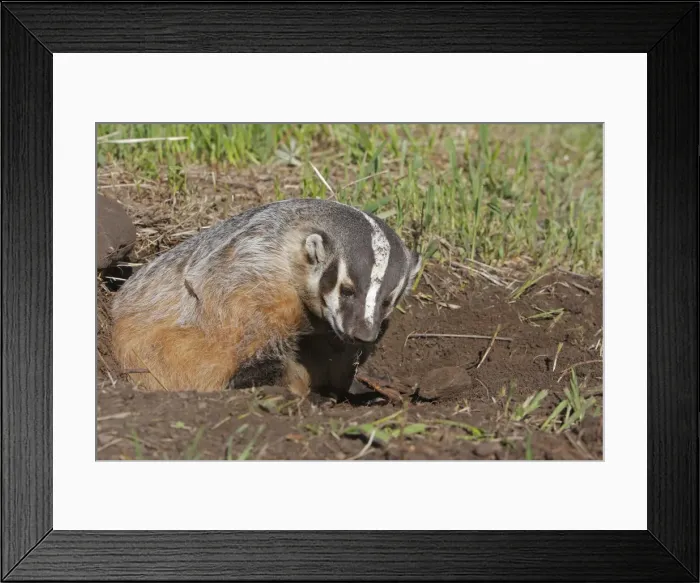Framed Print : American Badger. Montana - USA Framed Print : American Badger. Montana - USA