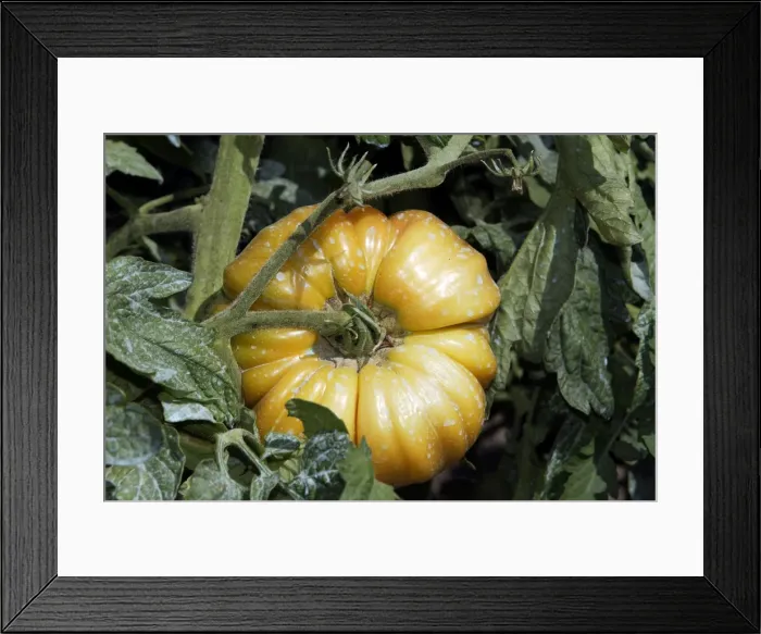 Framed Print : Tomato - close-up - has been treated with Bouillie Bordelaise which is a fungicide Framed Print : Tomato - close-up - has been treated with Bouillie Bordelaise which is a fungicide